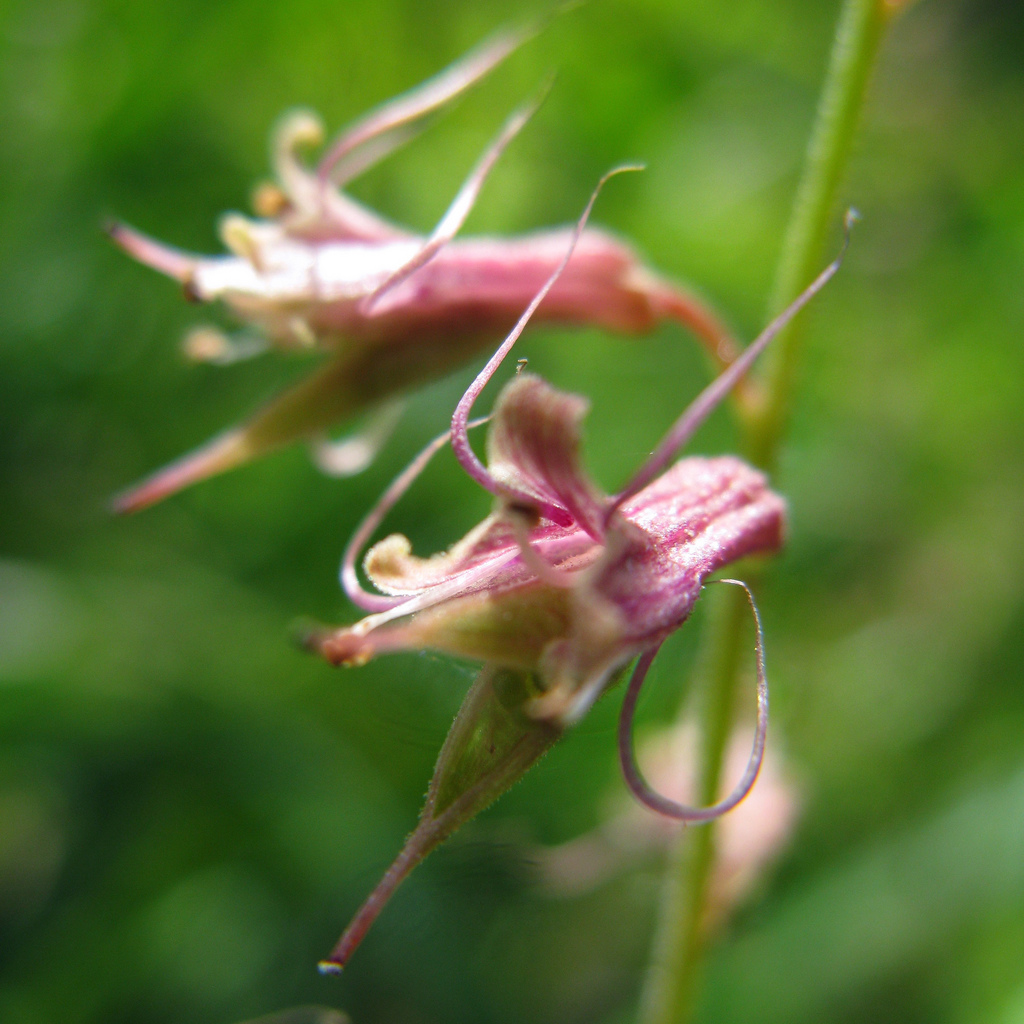 تولمیا منزیسی